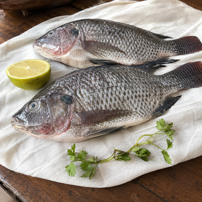 Tilapia