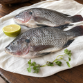 Tilapia
